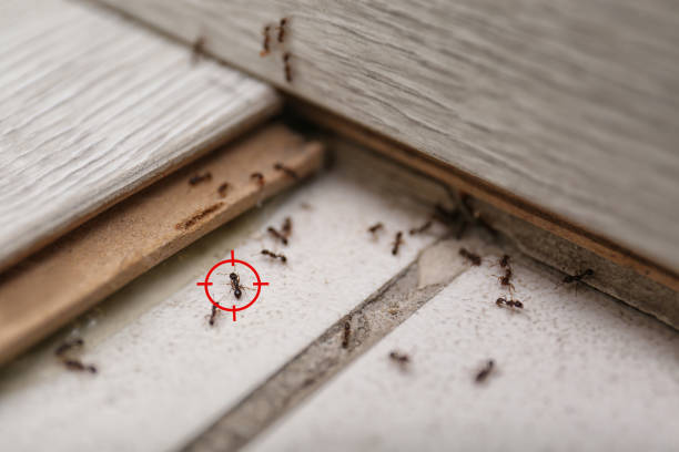 Lake Hallie, WI Pest Control Company