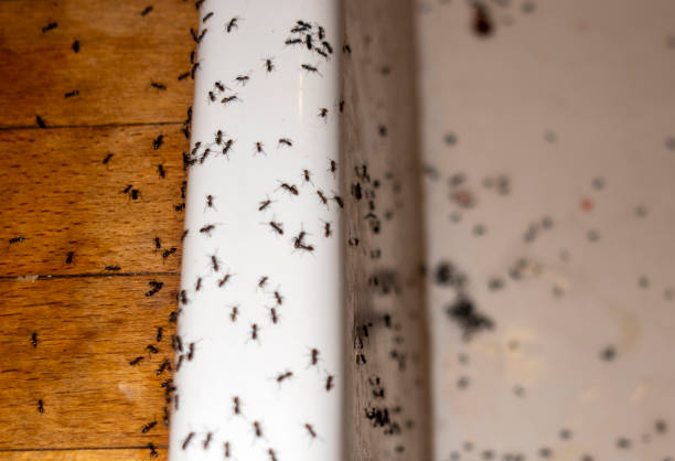 Best Local Pest Control Services  in Lake Hallie, WI
