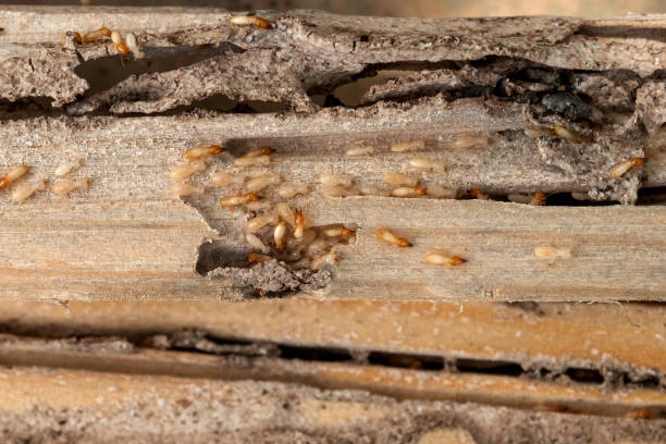 Best Local Pest Control Services  in Lake Hallie, WI
