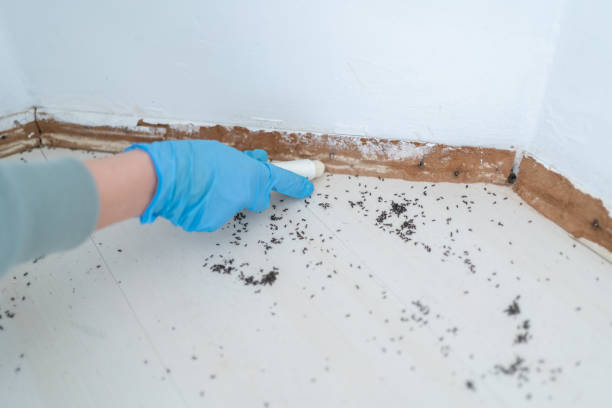 Best Best Pest Control Companies  in Lake Hallie, WI