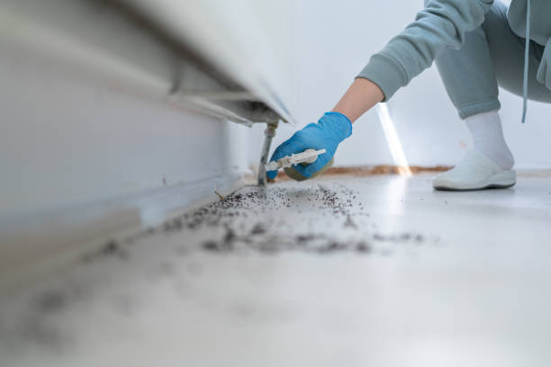 Best Termite Control Services  in Lake Hallie, WI